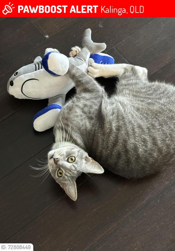 Lost Male Cat last seen Dawson St and Junction Rd, Kalinga, Kalinga, QLD 4030