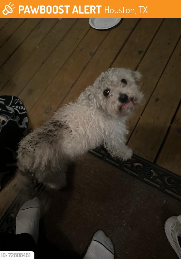 Found/Stray Female Dog last seen Airline, Houston, TX 77009