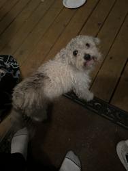 Found/Stray Female Dog last seen Airline, Houston, TX 77009