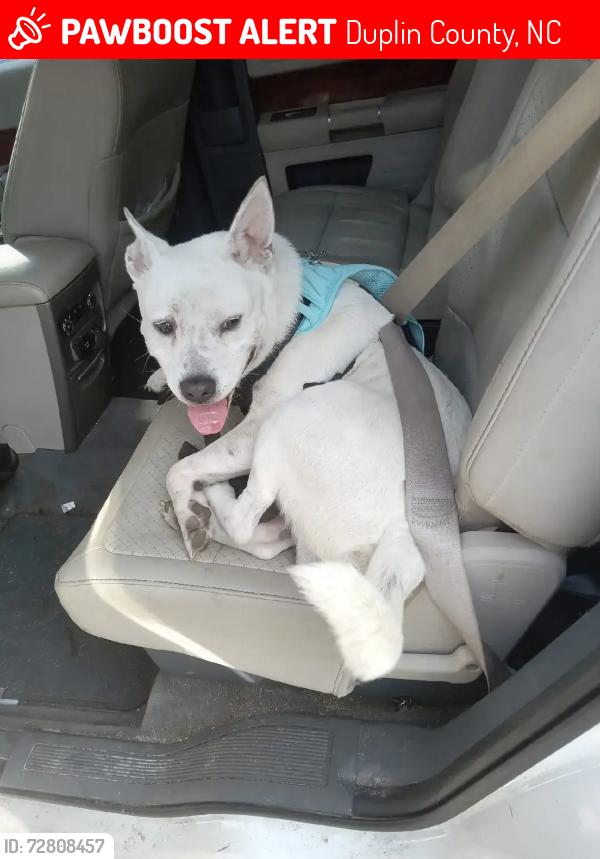 Lost Male Dog last seen Rainbow Road, Duplin County, NC 28398