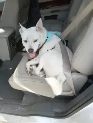Lost Male Dog last seen Rainbow Road, Duplin County, NC 28398
