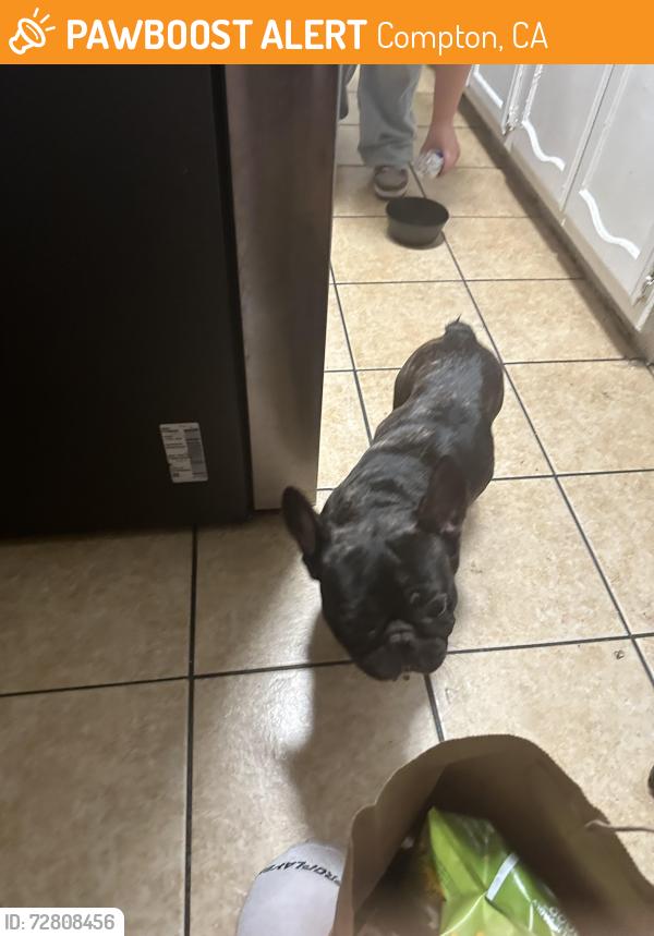 Found/Stray Male Dog last seen Wilmington 408 s compton, Compton, CA 90220