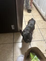 Found/Stray Male Dog last seen Wilmington 408 s compton, Compton, CA 90220