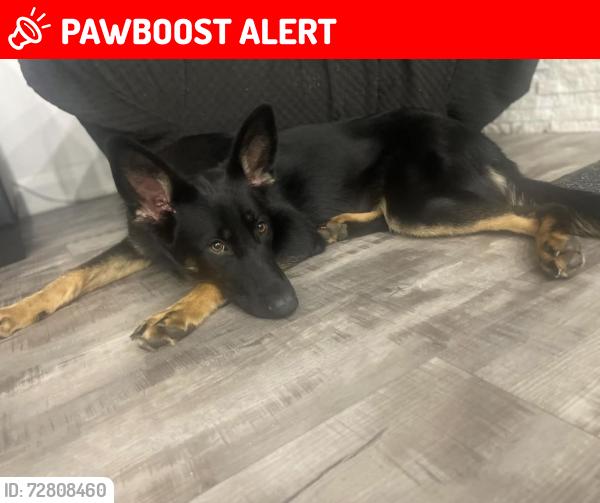 Lost Female Dog last seen C rd and river on the farms infront of highway 9, Bradford West Gwillimbury, ON L3Z 3W8