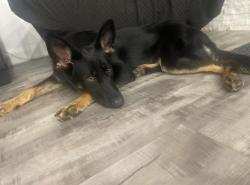 Lost Female Dog last seen C rd and river on the farms infront of highway 9, Bradford West Gwillimbury, ON L3Z 3W8