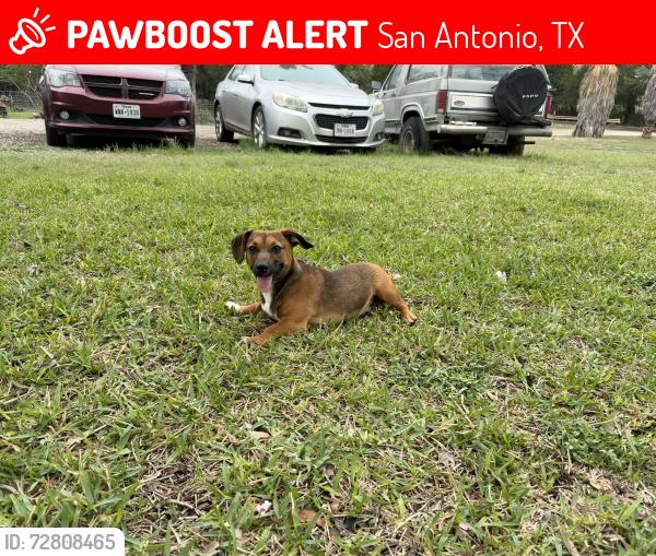 Lost Male Dog last seen Culberson rd, Normoyle park , San Antonio, TX 78226