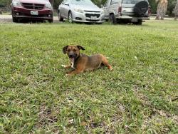 Lost Male Dog last seen Culberson rd, Normoyle park , San Antonio, TX 78226