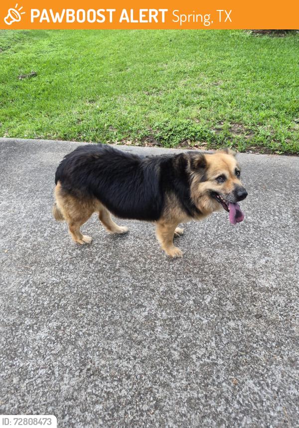 Found/Stray Male Dog last seen Kuykendahl  & Creek Wood Dr., Spring, TX 77389
