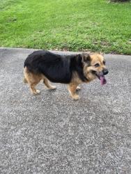 Found/Stray Male Dog last seen Kuykendahl  & Creek Wood Dr., Spring, TX 77389