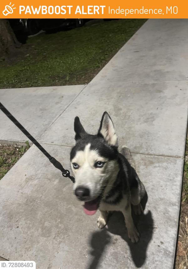 Found/Stray Male Dog last seen Walmart , Independence, MO 64055