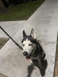 Found/Stray Male Dog last seen Walmart , Independence, MO 64055