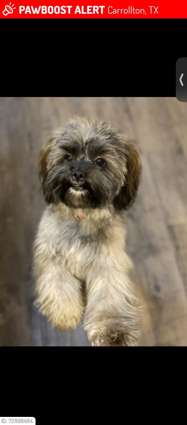 Lost Male Dog last seen Dim, Carrollton, TX 75006