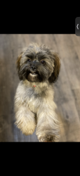 Lost Male Dog last seen Dim, Carrollton, TX 75006