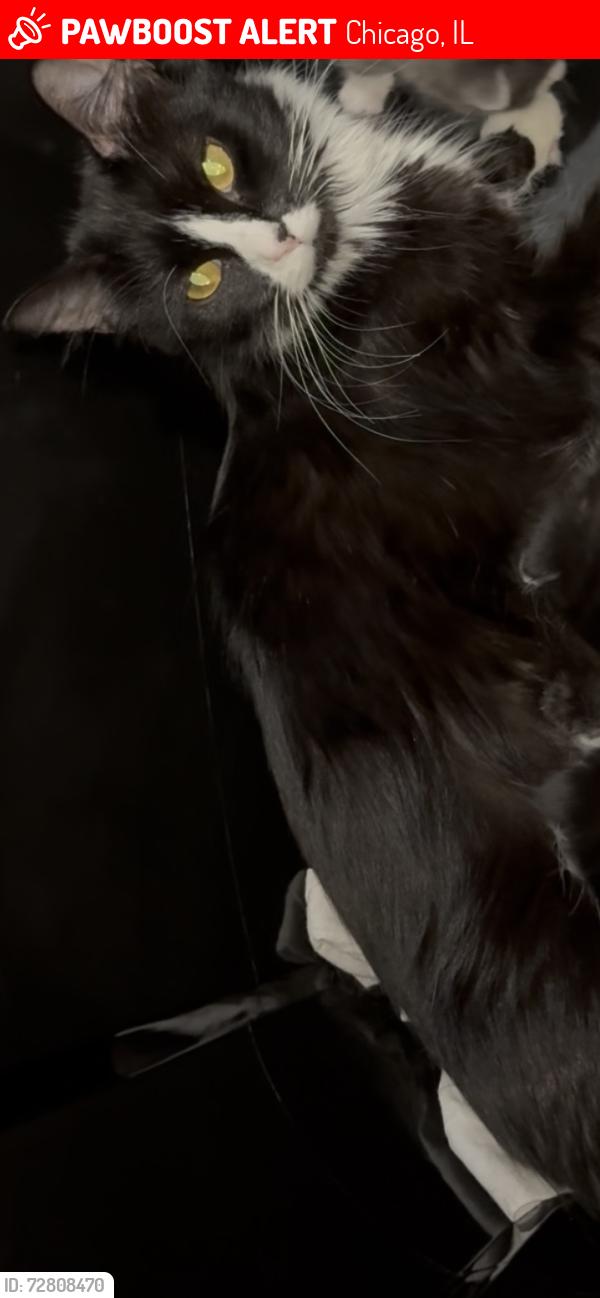 Lost Female Cat last seen Cottage Grove, Chicago, IL 60653