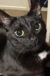 Lost Female Cat last seen Bindarri  roadand edenvale street, Wyndham Vale, VIC 3024
