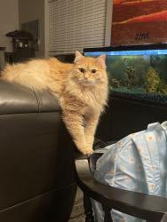 Lost Female Cat last seen Bott Lane and South Green Forest Ave behind Cloverdale Church of God, Boise, ID 83709