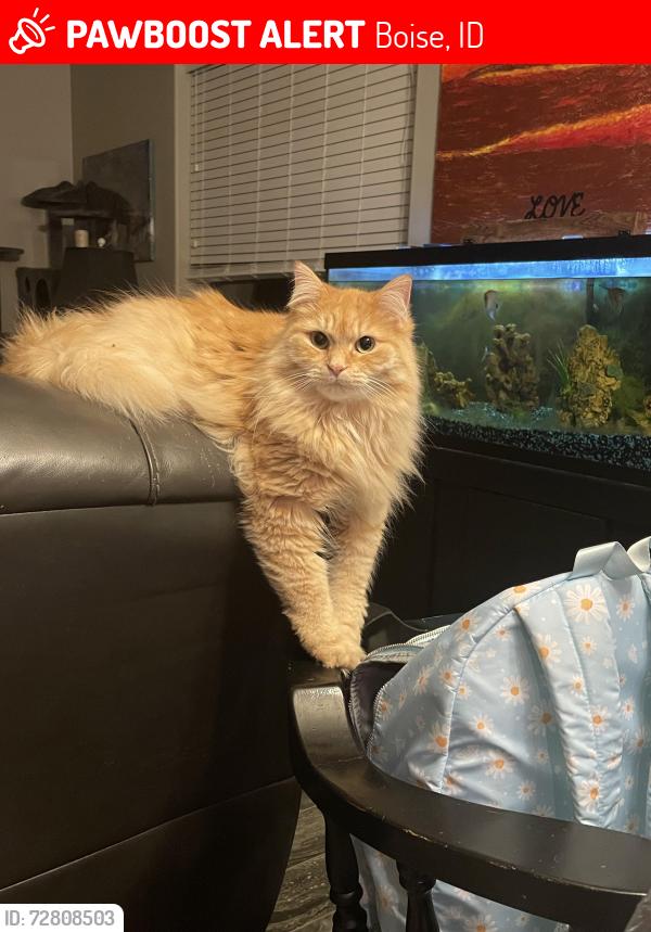 Lost Female Cat last seen Bott Lane and South Green Forest Ave behind Cloverdale Church of God, Boise, ID 83709