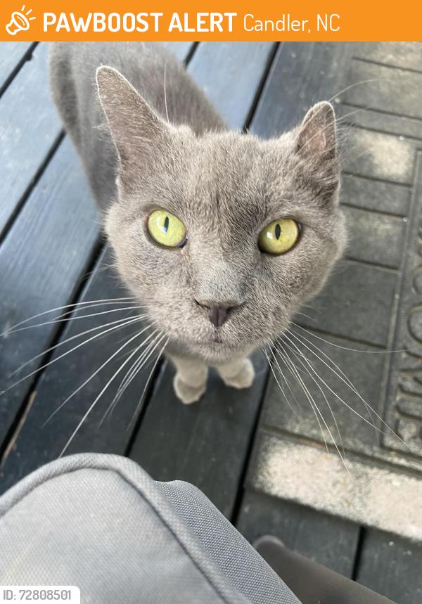 Found/Stray Unknown Cat last seen Sand Hill School Road, Candler, NC 28715