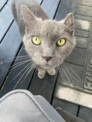 Found/Stray Unknown Cat last seen Sand Hill School Road, Candler, NC 28715