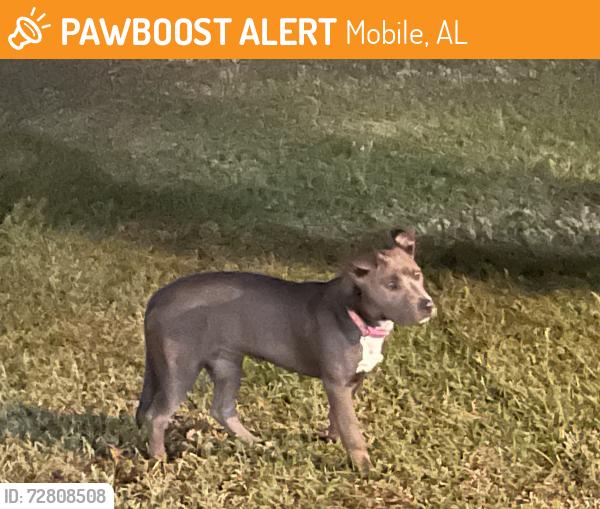 Found/Stray Unknown Dog last seen Cottagehill road saybrook boulavard, Mobile, AL 36619