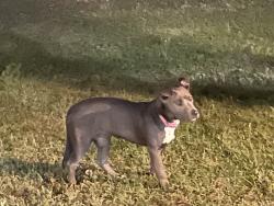 Found/Stray Unknown Dog last seen Cottagehill road saybrook boulavard, Mobile, AL 36619