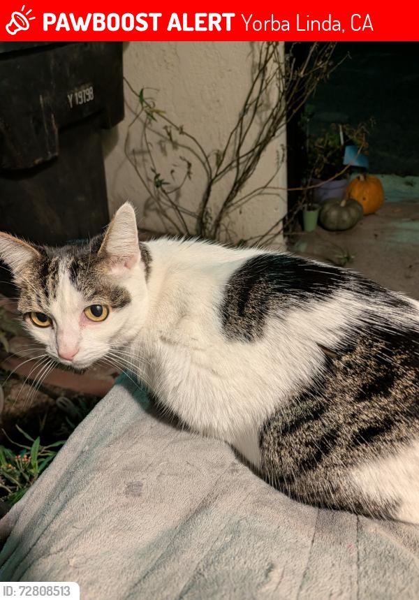 Lost Female Cat last seen woodgate and elmhurst ct., Yorba Linda, CA 92886