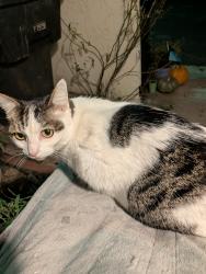 Lost Female Cat last seen woodgate and elmhurst ct., Yorba Linda, CA 92886