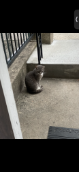 Lost Male Cat last seen St. Paul’s , Jersey City, NJ 07306