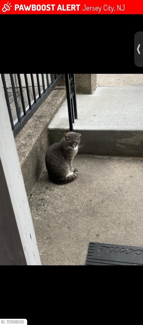 Lost Male Cat last seen St. Paul’s , Jersey City, NJ 07306