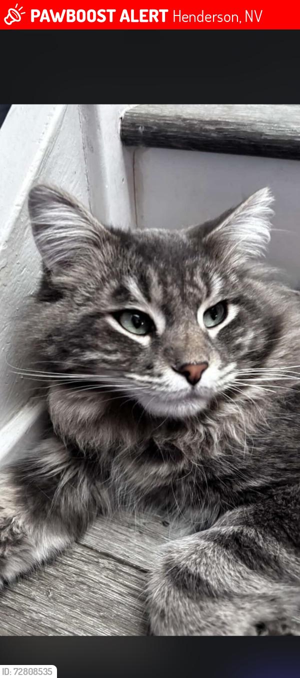Lost Male Cat last seen Eastern, Henderson, NV 89074