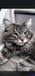 Lost Male Cat last seen Eastern, Henderson, NV 89074