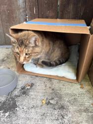 Found/Stray Female Cat last seen Prestwick Avenue, Hayward, CA 94544