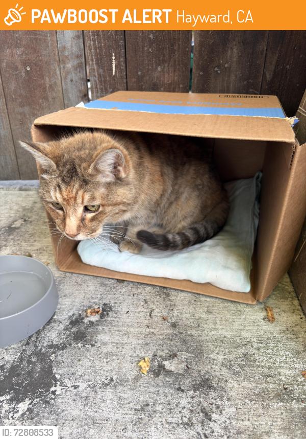 Found/Stray Female Cat last seen Prestwick Avenue, Hayward, CA 94544