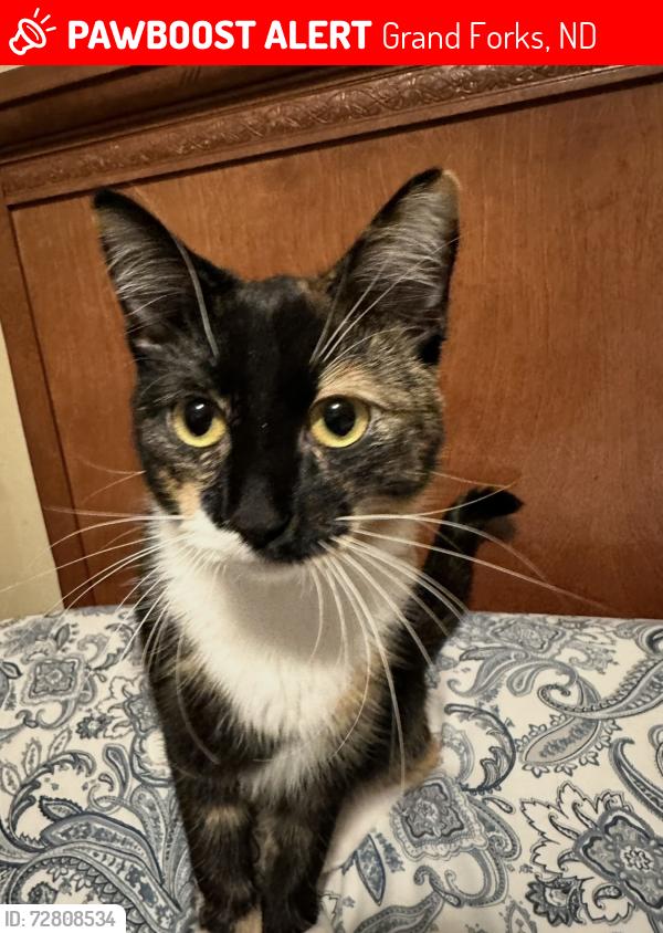 Lost Female Cat last seen Terrance drive and cherry st. Possibly seen at Chestnut and 17th Ave s, Grand Forks, ND 58201