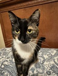 Lost Female Cat last seen Terrance drive and cherry st. Possibly seen at Chestnut and 17th Ave s, Grand Forks, ND 58201
