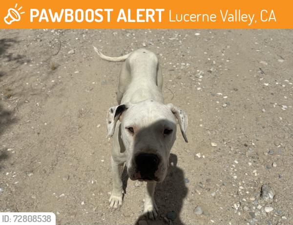 Found/Stray Female Dog last seen Highway 18 Lucerne Valley , Lucerne Valley, CA 92356