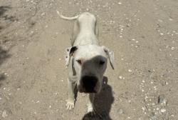 Found/Stray Female Dog last seen Highway 18 Lucerne Valley , Lucerne Valley, CA 92356