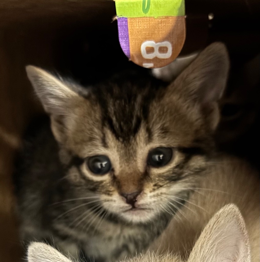 Shelter Stray Male Cat last seen Bexar County, New Braunfels, TX 78130