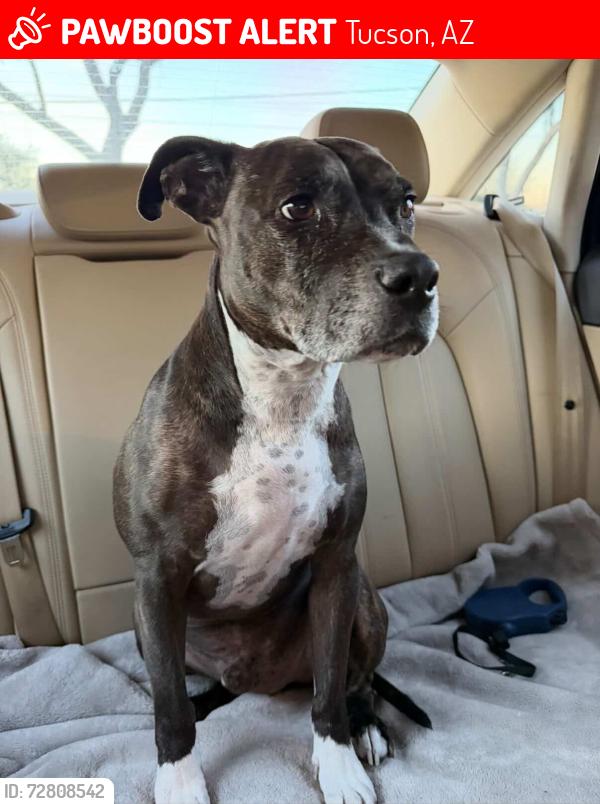 Lost Male Dog last seen Speedway and Wilmot, Tucson, AZ 85712