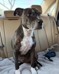 Lost Male Dog last seen Speedway and Wilmot, Tucson, AZ 85712