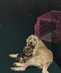 Reunited Male Dog last seen Fluer de lis dr, Florissant, MO 63034