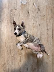 Lost Male Dog last seen Manor apts , Temple, TX 76501