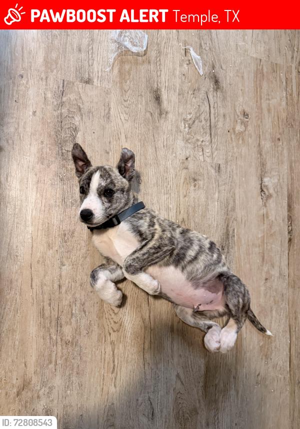 Lost Male Dog last seen Manor apts , Temple, TX 76501