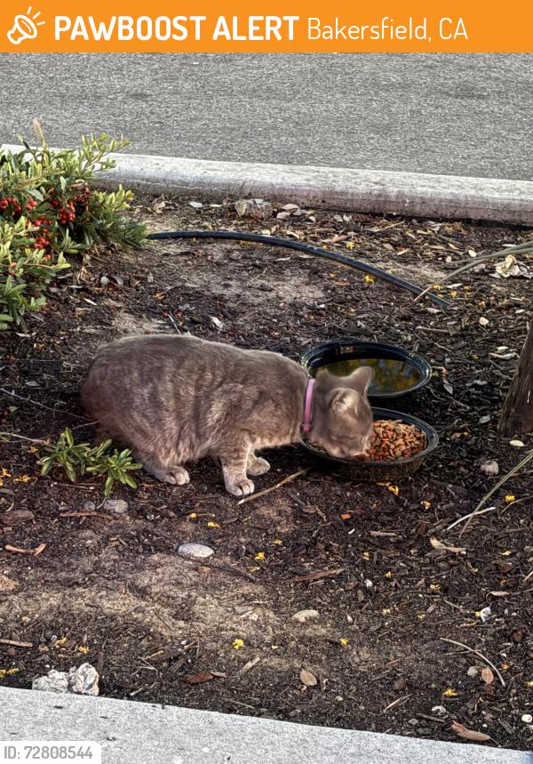 Found/Stray Unknown Cat last seen Countryside Center Hwy 178 & Alfred Harrell/Comanche, Bakersfield, CA 93306