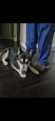 Found/Stray Female Dog last seen Ralphs, Rancho Cucamonga, CA 91739