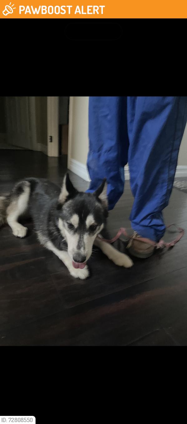 Found/Stray Female Dog last seen Ralphs, Rancho Cucamonga, CA 91739