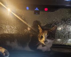 Found/Stray Male Cat last seen Brinker Ave, Columbus, OH 43204