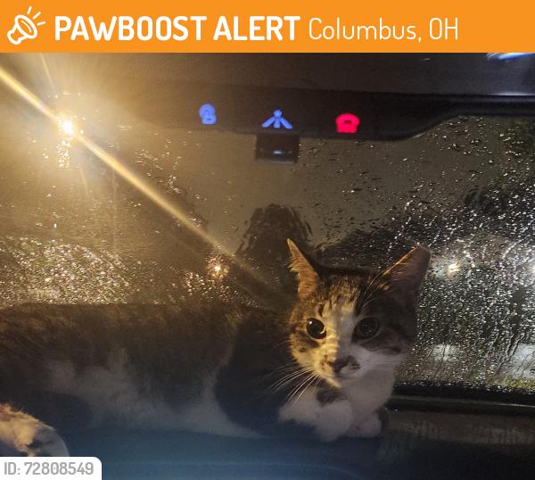 Found/Stray Male Cat last seen Brinker Ave, Columbus, OH 43204