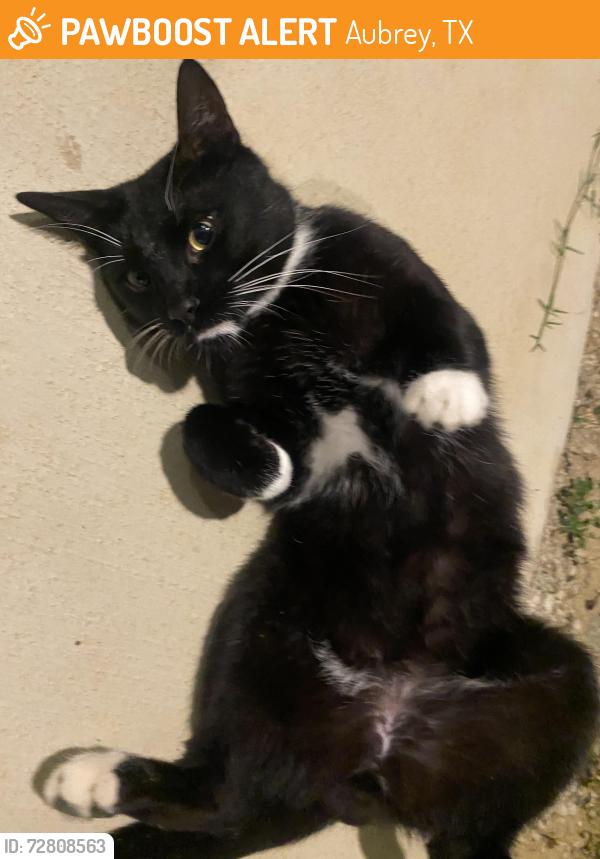 Found/Stray Female Cat last seen Aspen meadows community , Aubrey, TX 76227