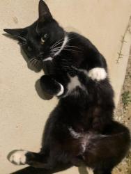 Found/Stray Female Cat last seen Aspen meadows community , Aubrey, TX 76227
